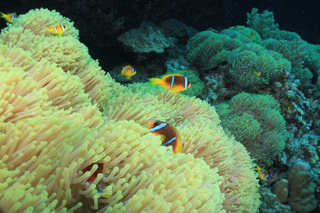 Vie Marine De La Mer Rouge