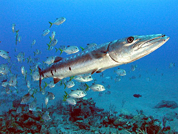 Barracuda de la mer Rouge