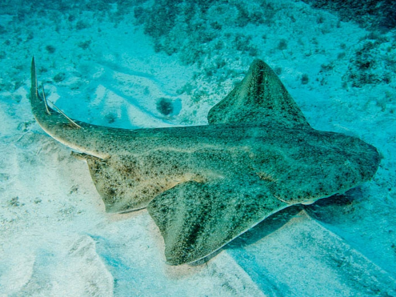 ANGEL SHARK