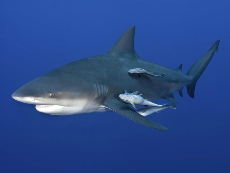 BULL SHARK