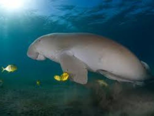 Dugong