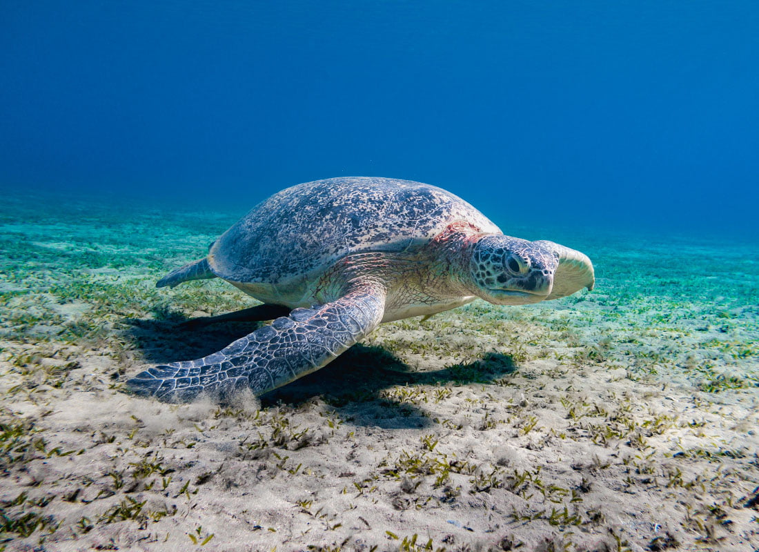 Tortues de la mer Rouge