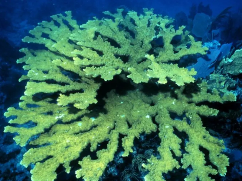 ELKHORN CORAL