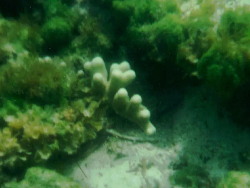 FINGER CORAL