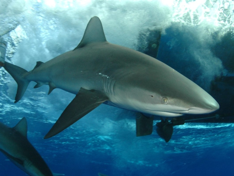 Galapagos Shark