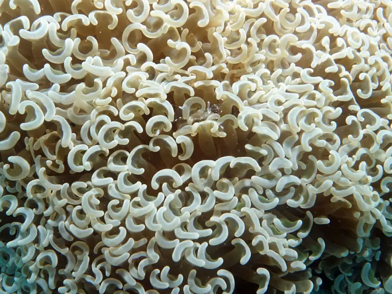 HAMMER CORAL