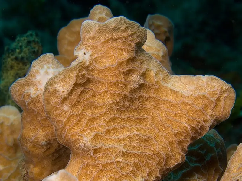 Lettuce Coral