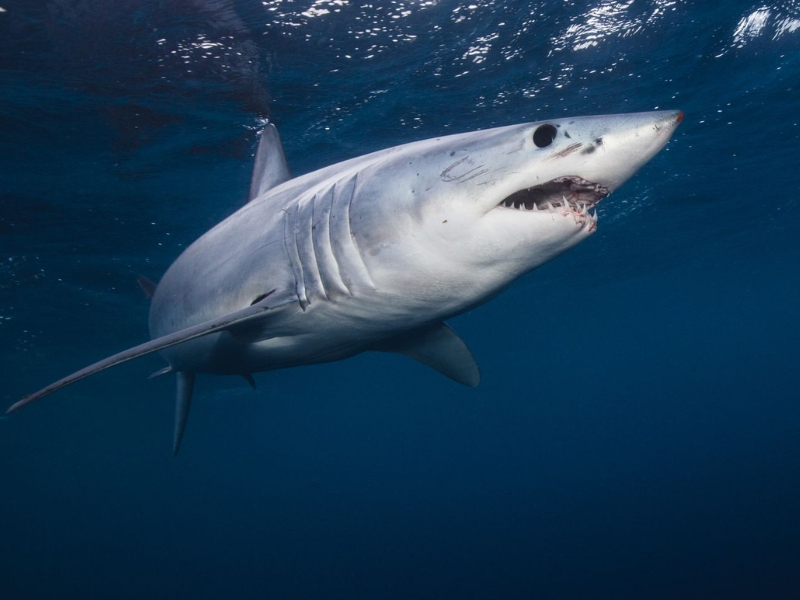 Longfin Mako Shark