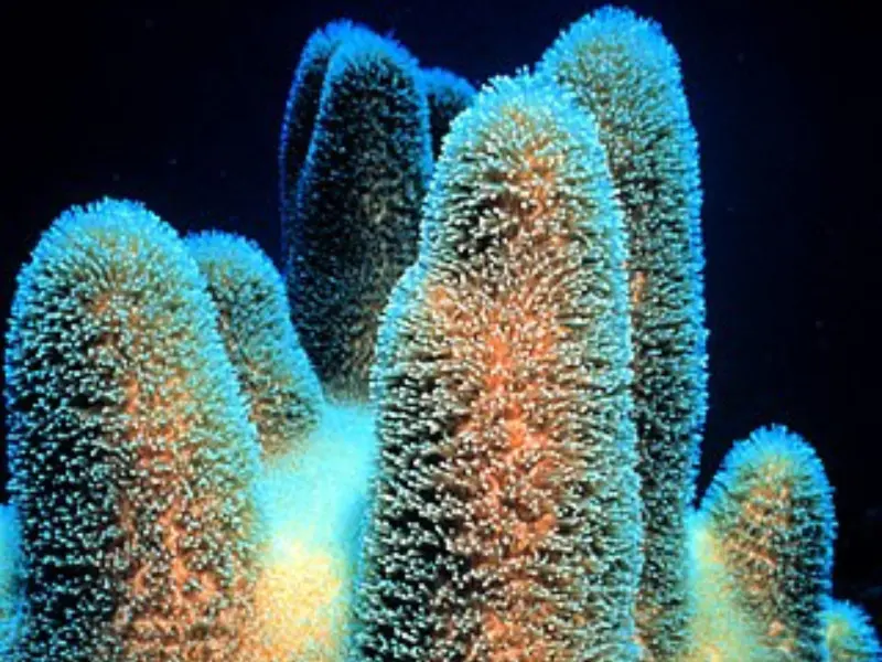 PILLAR CORAL