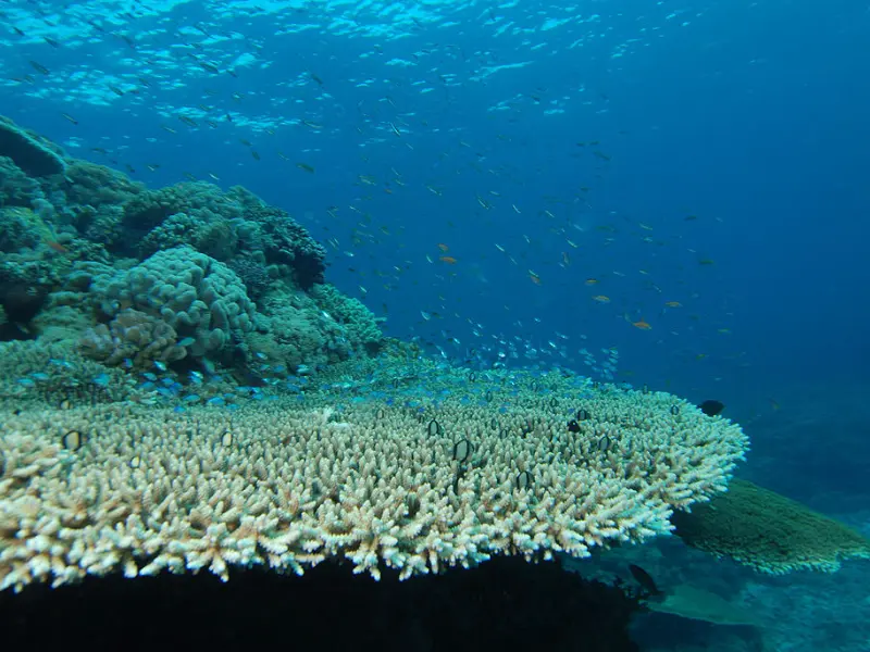 STONY CORAL