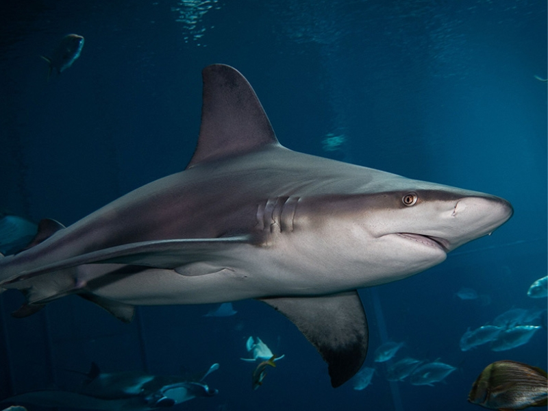 Sandbar Shark