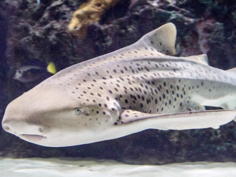 ZEBRA SHARK