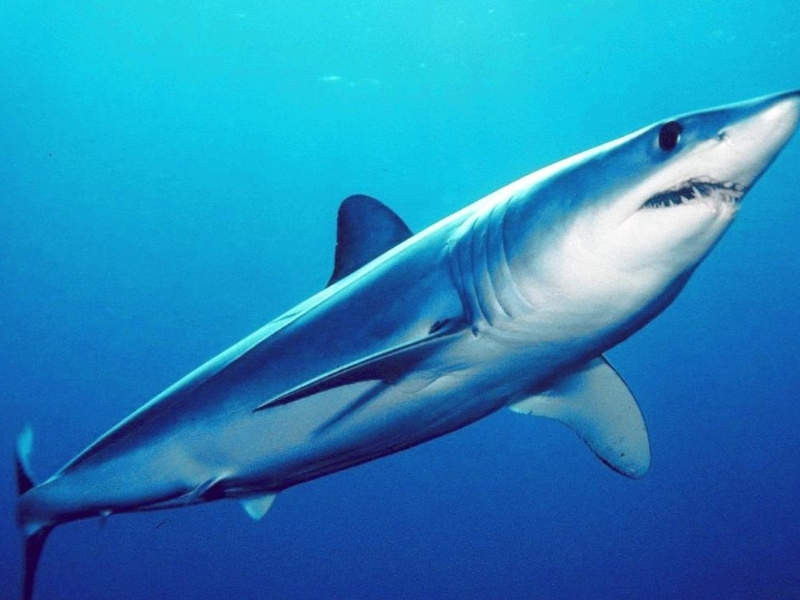 shortfin mako shark