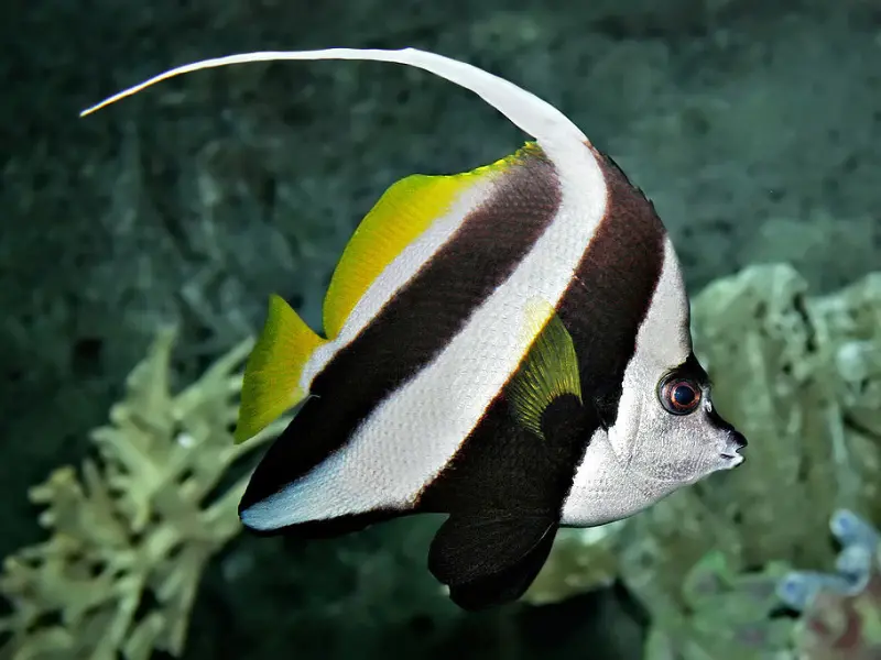 BANNERFISH