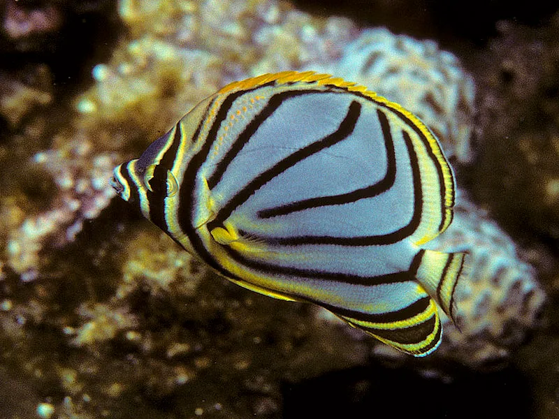 BUTTERFLYFISH