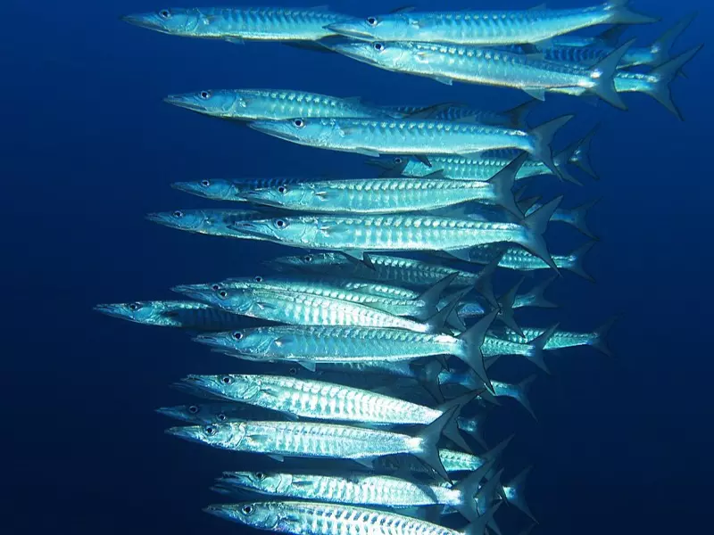 Blackfin Barracuda