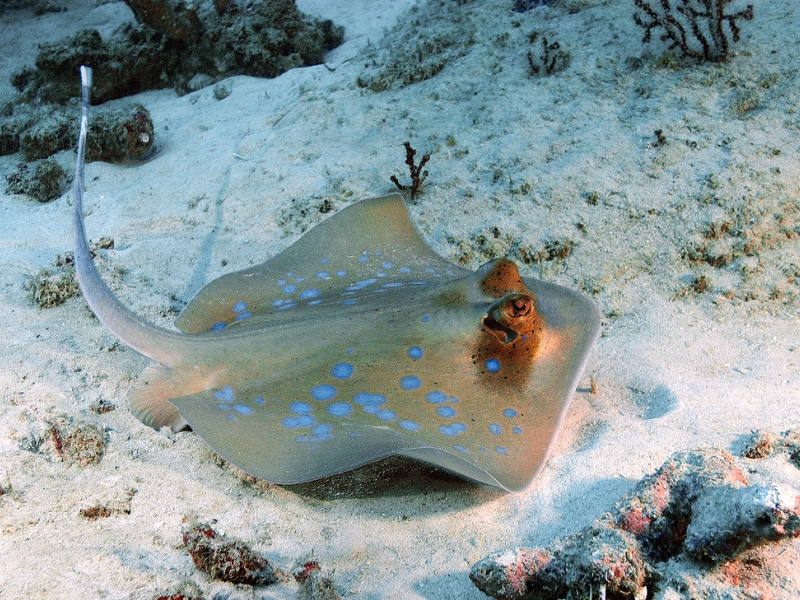 Bluespotted Stingray (Neotrygon kuhlii)