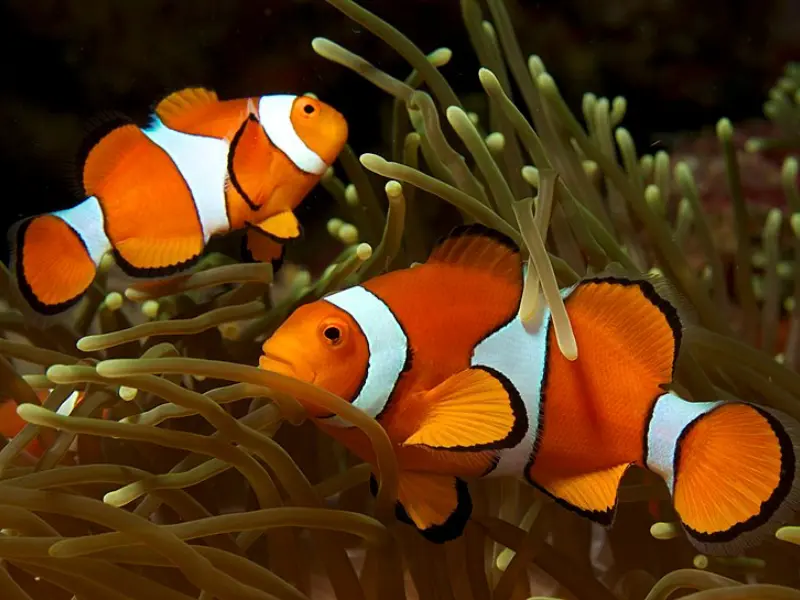 CLOWNFISH