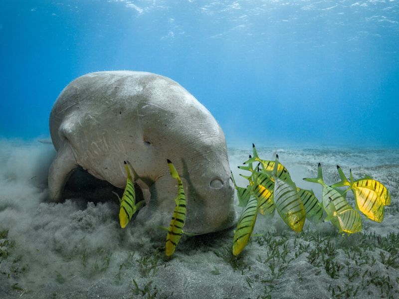 Dugong de la mer Rouge