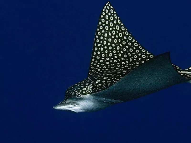 Eagle Ray (Aetobatus narinari)