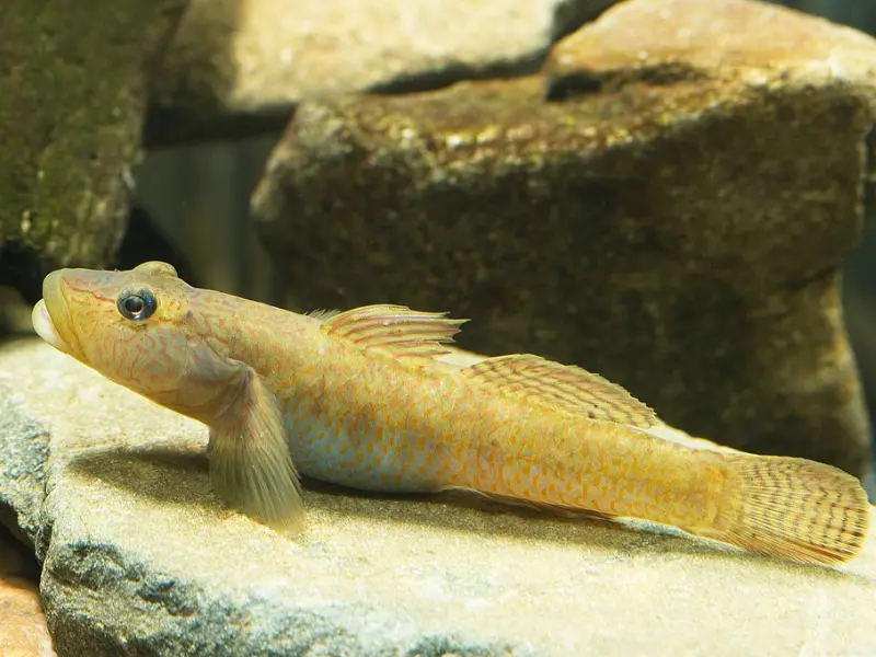 Goby Fish