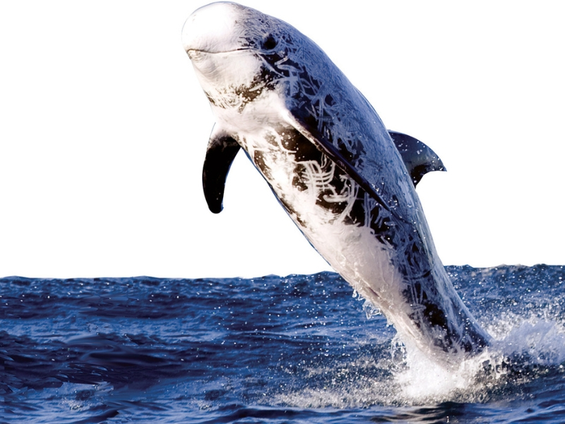 Risso Dolphin in Red Sea, Egypt