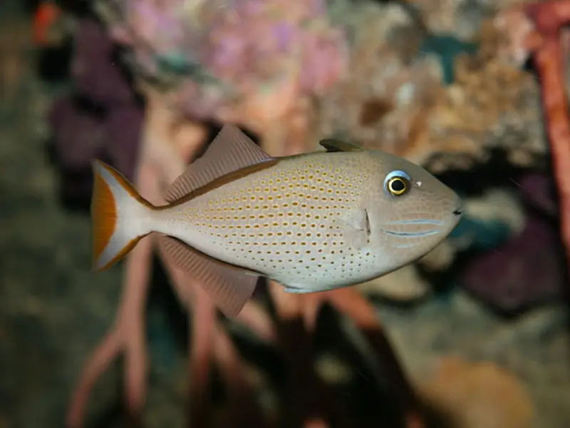 SARGASSUM TRIGGERFISH