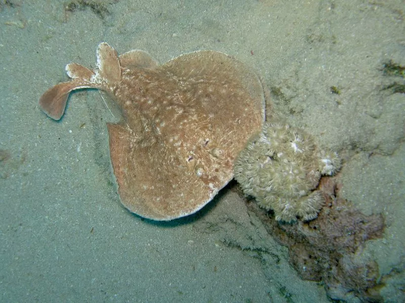 Scalloped Torpedo Ray (Torpedo ocellata)