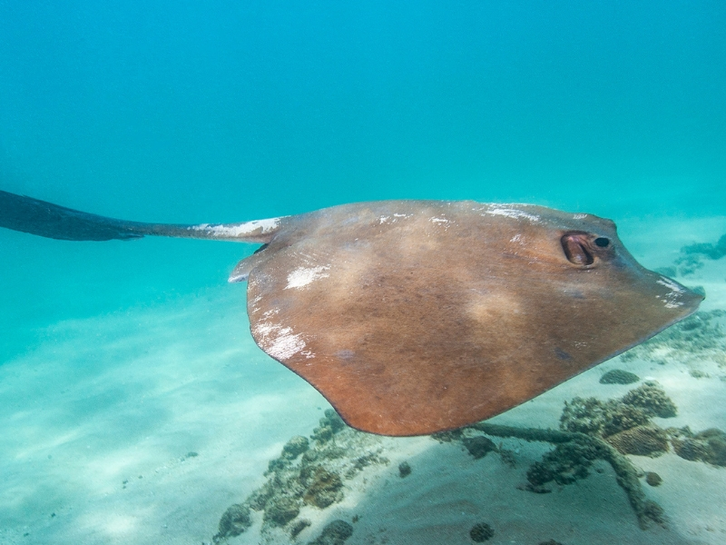 Shorttail Stingray (Dasyatis brevicaudata)