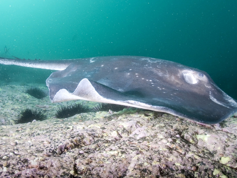 Smooth Stingray (Dasyatis brevicaudata)