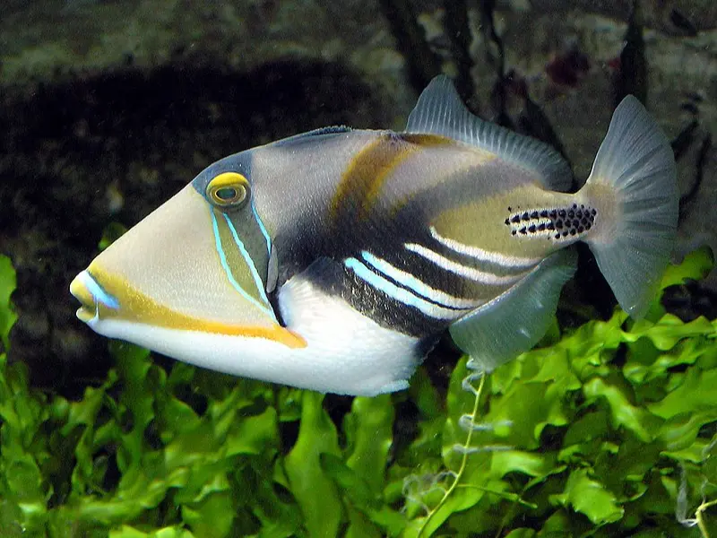 TRIGGERFISH