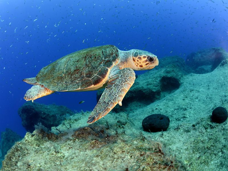 loggerhead Trutle