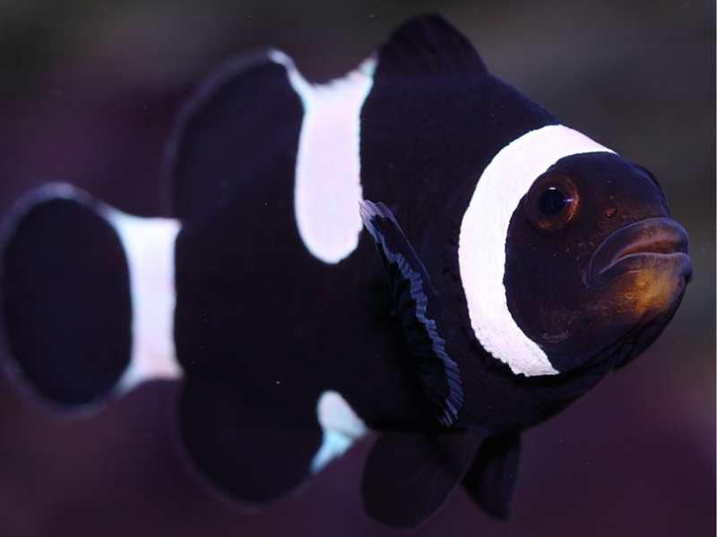 Black Clownfish