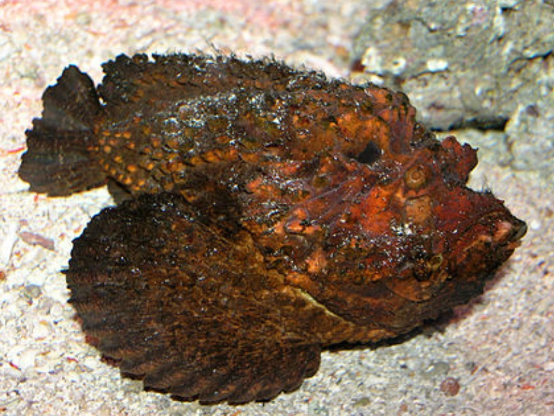 Arabian stonefish (Synanceia horrida)