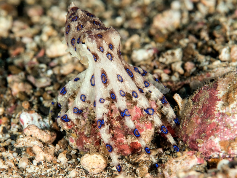 Blue-ringed Octopus