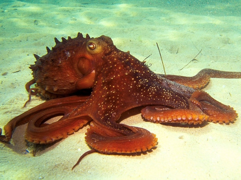 Common Octopus (Octopus vulgaris)