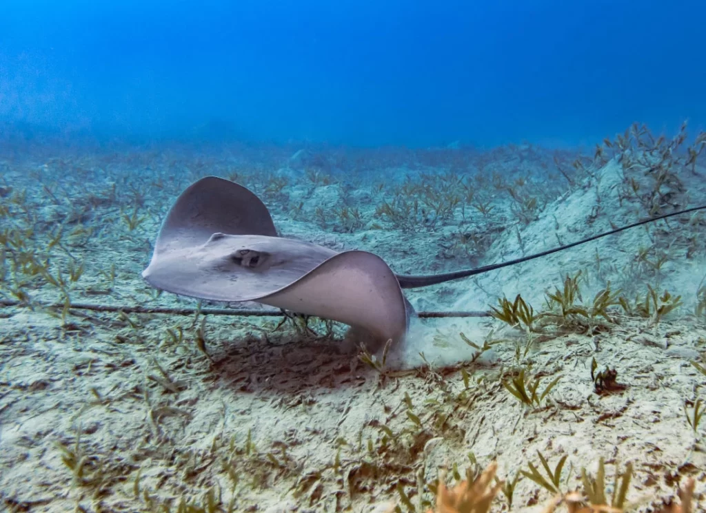 Red Sea Rays