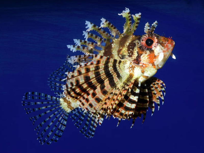 FUZZY DWARF LIONFISH