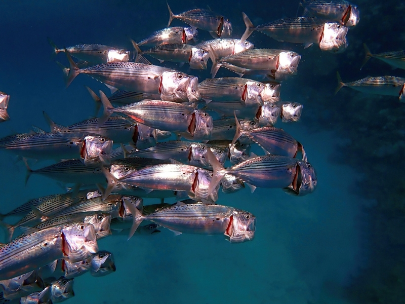 Le récif de Marsa Shagra