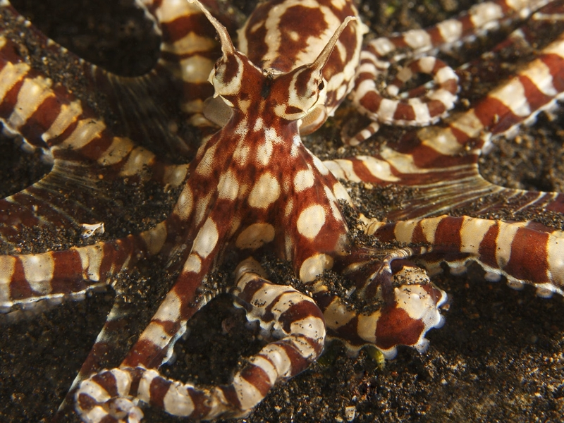 Mimic Octopus (Thaumoctopus mimicus)