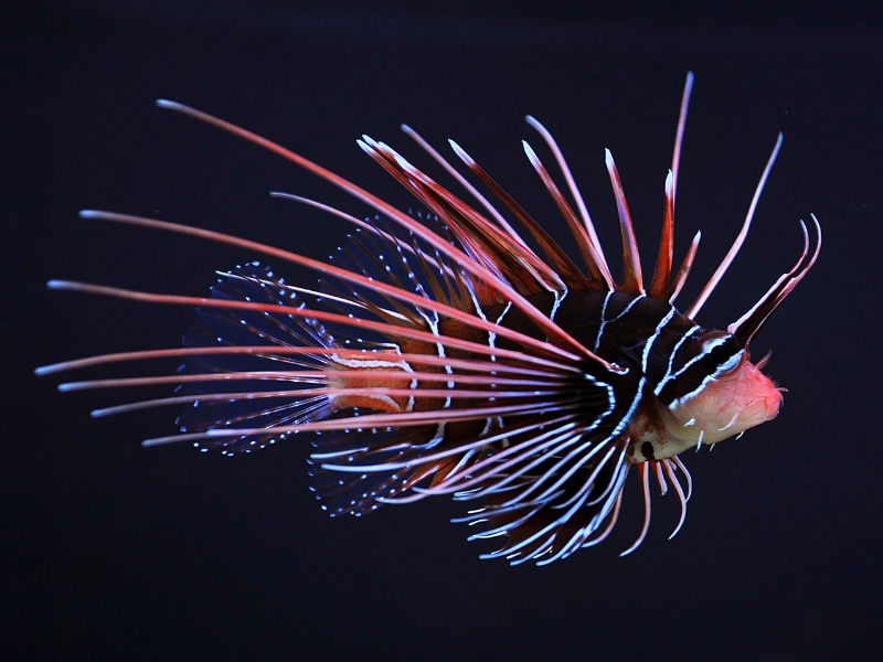 RADIATA LIONFISH