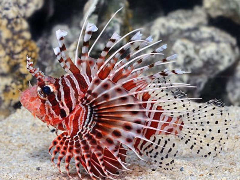 SPOT-FIN LIONFISH