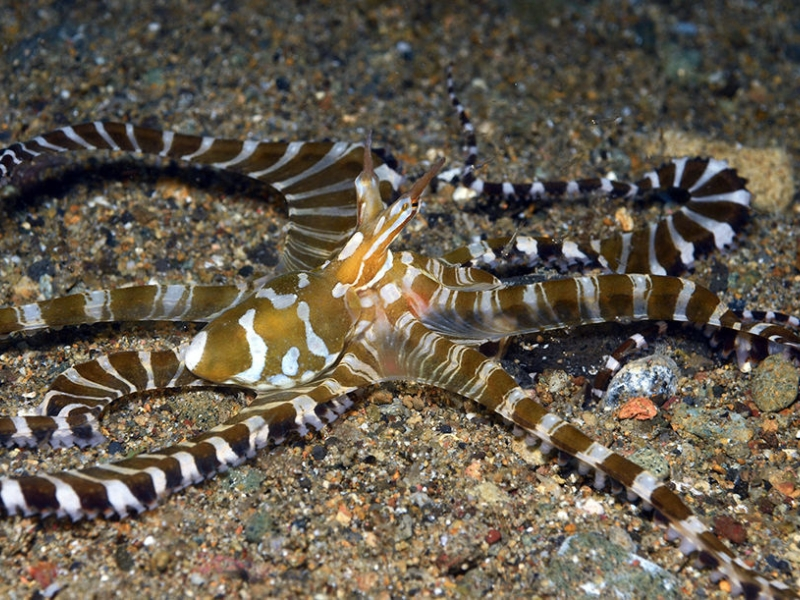 Wonderpus Octopus (Wunderpus photogenicus)