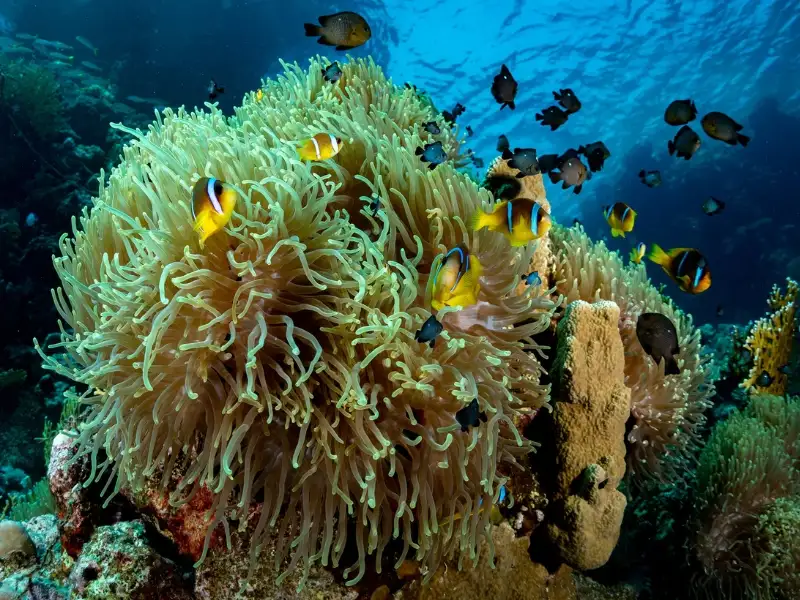 Récif Sha'ab Marsa Alam