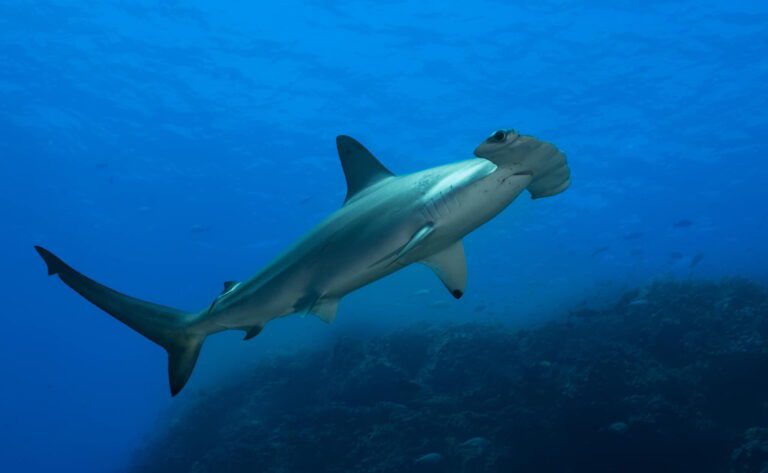 hammerheadshark