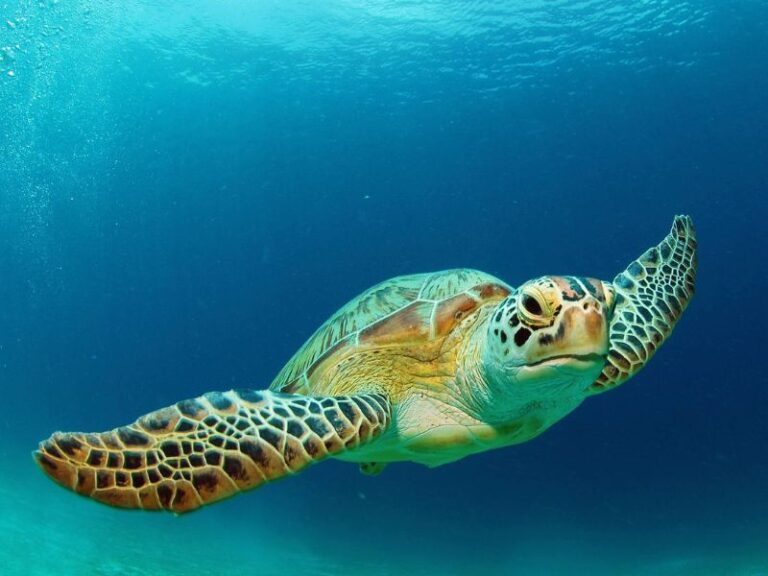 Red Sea Turtles