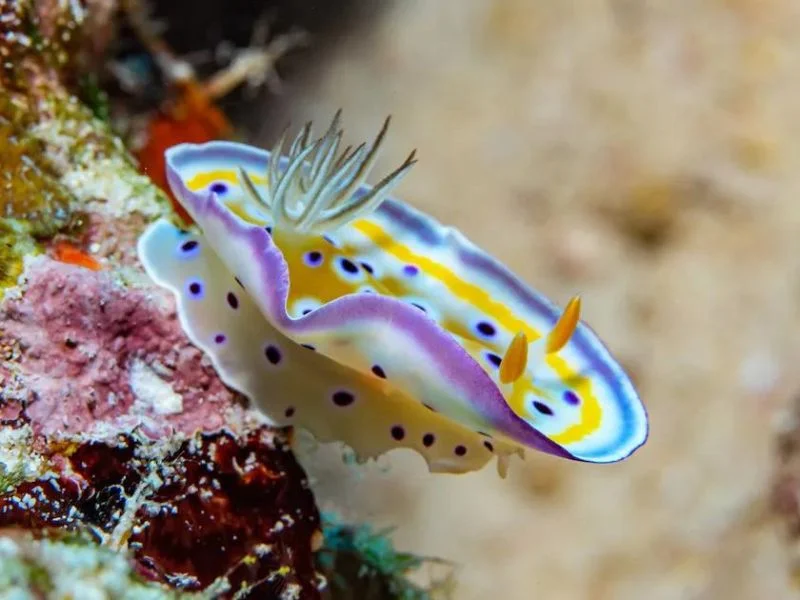 Red Sea Nudibranchs