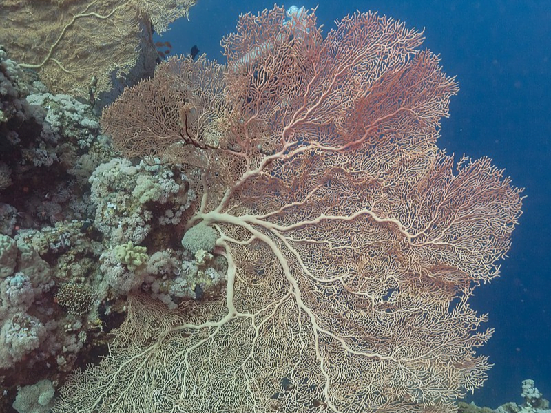 Giant Seafan