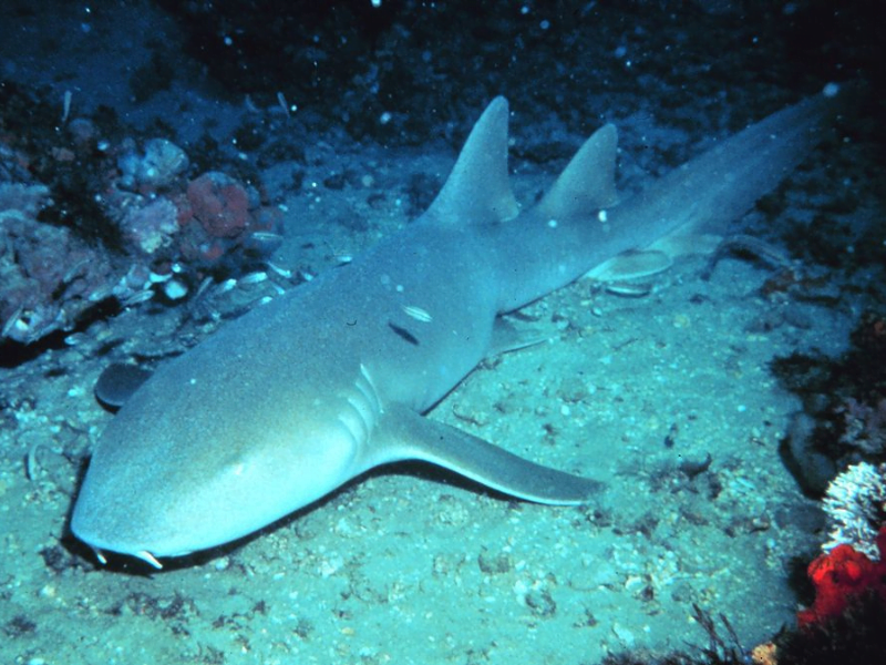 Tawny Nurse Shark