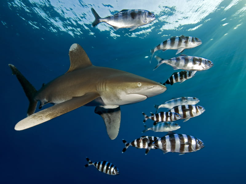 Oceanic Whitetip Shark